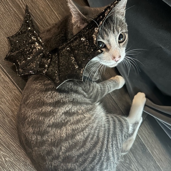 Meet your Posher, Darcy - Picture 1 of 1